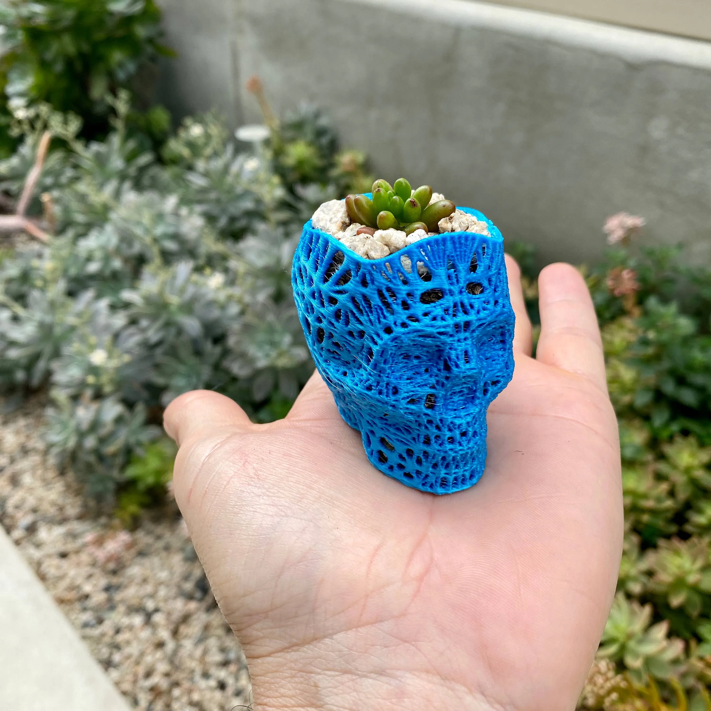 NumanPrints - 3D Printed Succulent Skull Planter Pot Small Indoor: Pink / 5 Inch Skull