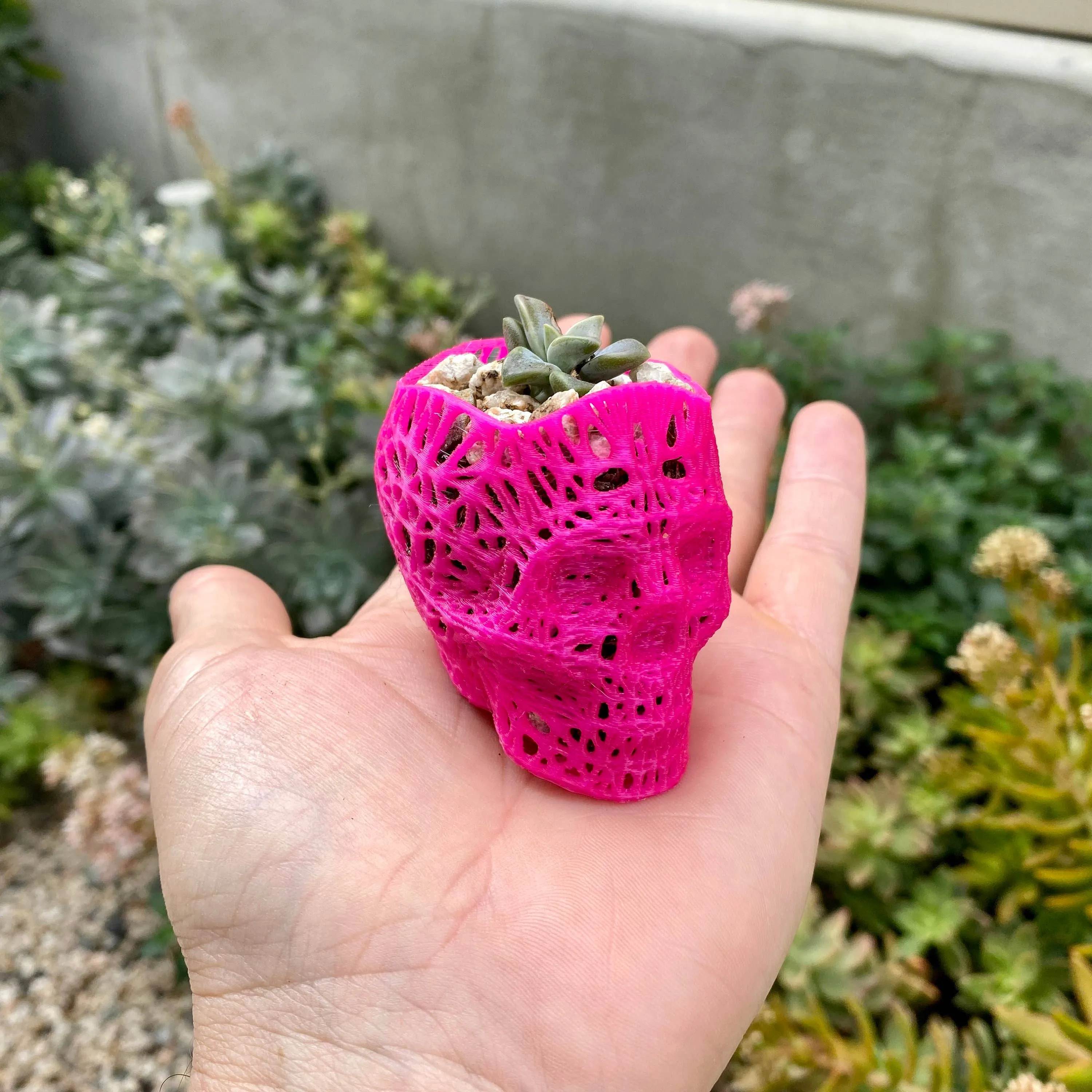 NumanPrints - 3D Printed Succulent Skull Planter Pot Small Indoor: Pink / 5 Inch Skull